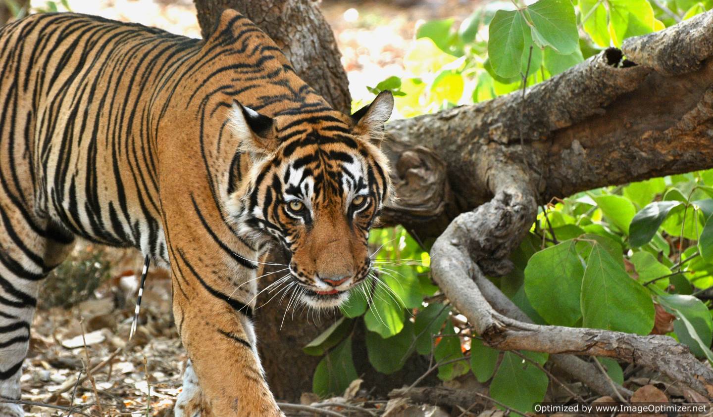 Golden Triangle Tour With Ranthambhore